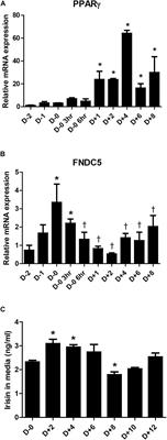 Irisin Exerts Inhibitory Effect on Adipogenesis Through Regulation of Wnt Signaling